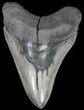 Fossil Megalodon Tooth - Serrated Blade #64775-1